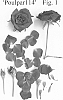 Rosa%20hybrid%20%27Poulpar114%27
