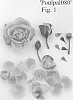 Rosa%20hybrid%20%27Poulpal080%27
