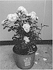 Rosa%20hybrida%20%27KORfloci111%27