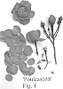 Rosa%20hybrid%20%27Poulcas058%27