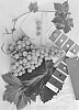 Vitis%20vinifera%20%27IFG%20Thirty-eight%27