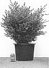 Buxus%20%27HER2010B02%27