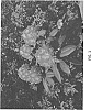 Rhododendron%20hybrid%20%27Kurachouchou%27