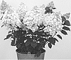 Hydrangea%20paniculata%20%27B2%27