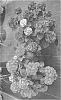 Hydrangea%20macrophylla%20%27SMNHML%27