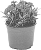 Dianthus%20hybrida%20%27DCARE11-0%27