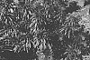 Euphorbia%20hybrid%20%27KM-MM024%27