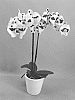 Phalaenopsis%20hybrid%20%27PHALFASXO%27