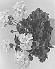 Pelargonium%20x%20hortorum%20X%20Pelargonium%20peltatum%20%27Pactiowhi%27