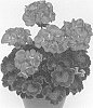 Pelargonium%20x%20hortorum%20%27Pacdazz%27