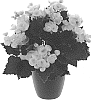 Begonia%20x%20hiemalis%20%27KRSWEWH01%27