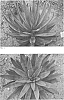 Agave%20times%20x%20Mangave%20hybrid%20%27Desert%20Dawn%27