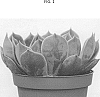 Echeveria%20hybrid%20%27TSAECH1812%27
