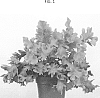 Phlebodium%20aureum%20%28L.%29%20J.%20Sm.%20%27RAADPHLE01%27
