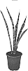 Sansevieria%20trifasciata%20%27Spearmint%27