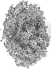 Bidens%20triplinervia%20%27FSBIDBER%27