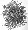 Gaura%20lindheimeri%20%27DGASTEFDR%27