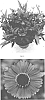 Helenium%20autumnale%20%27HEMZ0005%27