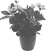 Helleborus%20niger%20X%20Helleborus%20x%20hybridus%20%27COSEH%205900%27