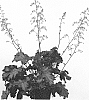 Heuchera%20hybrid%20%27IFHERB%27