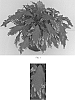 Solenostemon%20scutellarioides%20%27Balflamsira%27