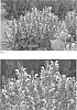 Salvia%20pratensis%20hybrid%20%27Lilac%20Lipstick%27