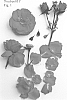 Rosa%20hybrid%20%27Poulren031%27