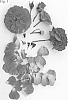 Rosa%20hybrid%20%27Poulcas063%27