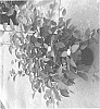 Cornus%20stolonifera%20%27SMNCSBD%27