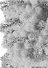 Cotinus%20coggygria%20%27SMNCCPP3%27