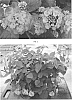 Lantana%20camara%20L.%20%27LANZ0023%27