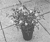 Clematis%20hybrid%20%27Zo14100%27