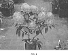 Rhododendron%20hybrid%20%27Triton%27