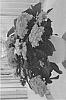 Hydrangea%20macrophylla%20%27H218920%27