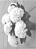 Hydrangea%20macrophylla%20%27H218916%27