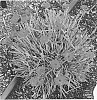 Dianthus%20hybrida%20%27KonD1335K1%27
