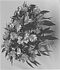Impatiens%20hawkeri%20%27DONGITARESTAR%27
