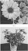 Osteospermum%20ecklonis%20%27OSTZ0012%27