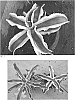 Agave%20gypsophila%20%27Blue%20Ivory%27