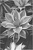 Agave%20ovatifolia%20%27Jack%20Frost%27