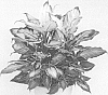 Dieffenbachia%20sanguine%20schott%20%27COOL%20BEAUTY%27