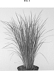 Schizachyrium%20scoparium%20%27Ha%20Ha%20Tonka%27