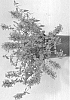 Agastache%20hybrid%20%27ASUBL01-0%27