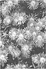 Delosperma%20cooperi%20%27DDLPI02-0%27