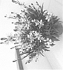 Gaura%20lindheimeri%20%27DGASTEFBP%27