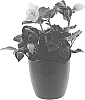 Helleborus%20niger%20X%20Helleborus%20x%20hybridus%20%27COSEH%206900%27