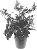 Helleborus%20x%20ericsmithii%20X%20Helleborus%20x%20hybridus%20%27COSEH%205400%27