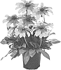 Rudbeckia%20hirta%20%27RRICG02-0%27