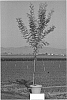 Prosopis%20tree%20named%20%27Mojave%27