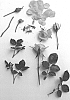 Rosa%20hybrid%20%27Poulcas059%27